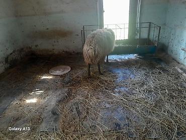 şirin dovşan şəkilləri: Qoyun – yerli cins, ət və yun istiqamətli - Növ: erkey qoc - Cins — 2