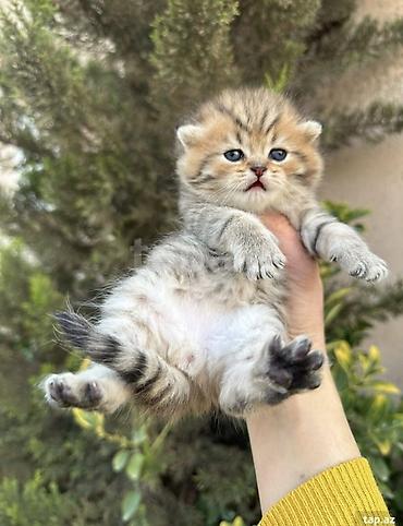 Pişiklər: Şotland, Erkək, Dişi — 9