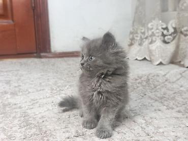 Продажа кошек: Плюшевые котята от мамы рэгдолл❤️ котятам 2-месяца, кушают все, ходят at lalafo.kg — 4 Продажа кошек: Плюшевые котята от мамы рэгдолл❤️ котятам 2-месяца, кушают все, ходят — 4