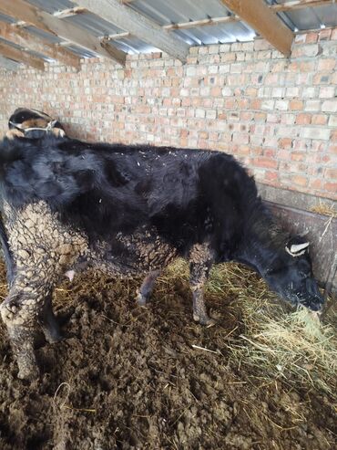 Коровы, быки: Продаю | Тёлка | Голштин, Швицкая | Для молока — 4