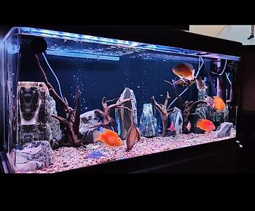 akvarium qızdırıcı: Salam zavod akvarium 330 litr 1.20 uzunu hun 60 en 45 tam dolu her — 1