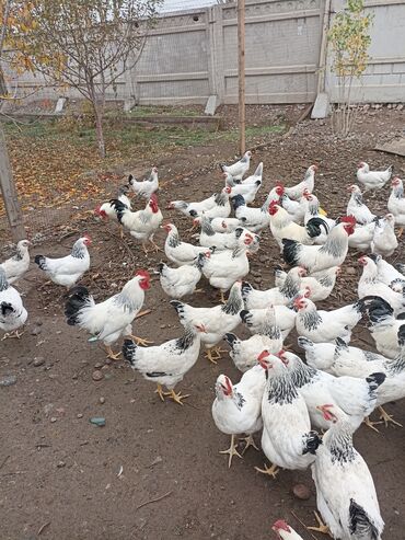 Животные: Продаю цыплят адлерской парод чистая линия для разведения яйцо тоже