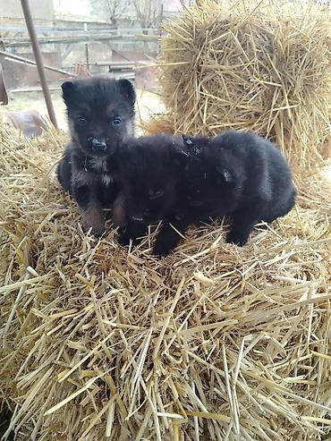 İtlər: Nemes afçarka sı 2 ədəd erkək — 4