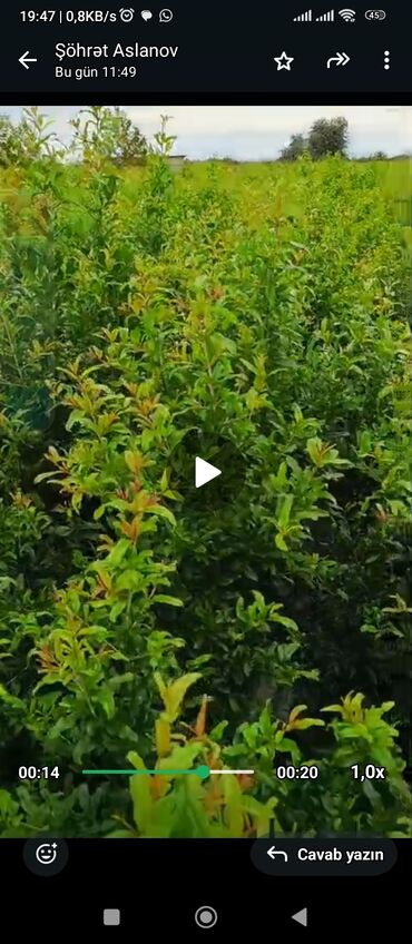 Ağaclar: Salam 4 illik nar tingləri satılır gülövşə sort və donuz burnu — 2