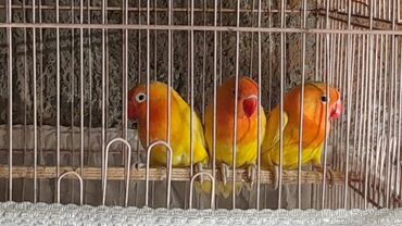 бойцовые птицы: Акция 3 молодых золотые неразлучка с клеткой