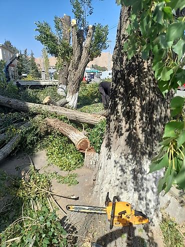 Спил деревьев, заготовка дров: Спил дерево 🌲 опытный пилшик бак кыйабыз отун аралайбыз Терек тополь — 10