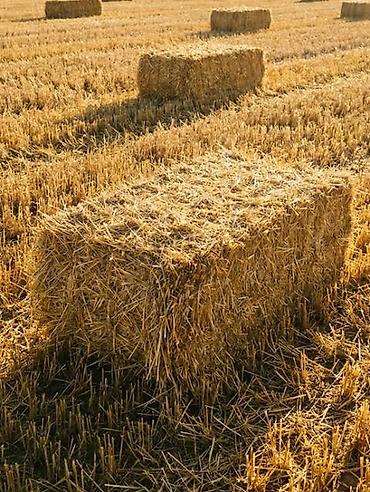 Услуги ветеринара: Продаю! 🌾 Солому ячменную, тюки большие, сухие лежат под навесом — 2