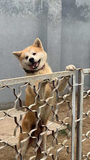 qurd basar iti: Akita-inu, 5 il, Erkək, Peyvəndli, Ünvandan götürmə — 3