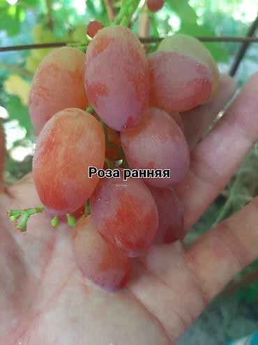 Виноград: НОВИНКИ СЕЛЕКЦИИ ВИНОГРАДА ПРЕМИАЛЬНОГО УРОВНЯ ! ДОМАШНИЙ СЛАДКИЙ — 24