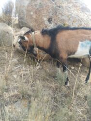 объявления о найденных собаках: Сатам | Теке (эркек) | Көбөйтүү үчүн