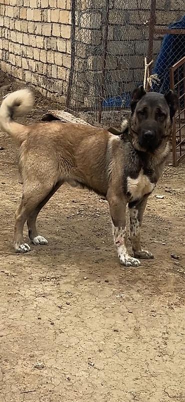 Kanqal lalafo.az -da Kanqal