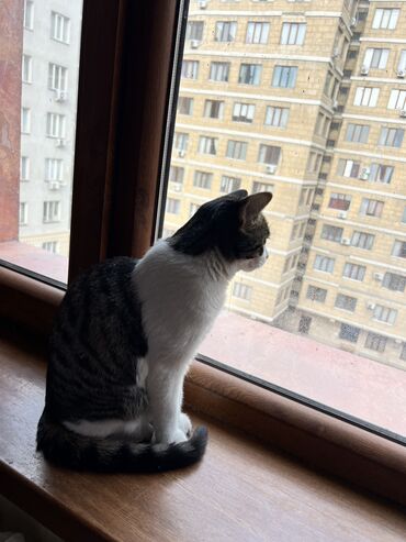 Отдам даром кошку: БЕСПЛАТНО 2 кошечки в хорошие руки. В связи с переездом в другую — 6