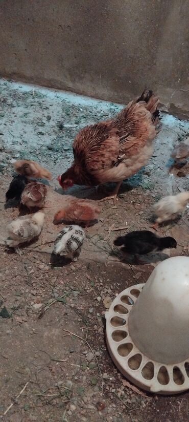 Digər quşlar: 1 toyuq 9 cuce satlir oz balsidi rayonan gelib 2 hefdelikdi cuceler