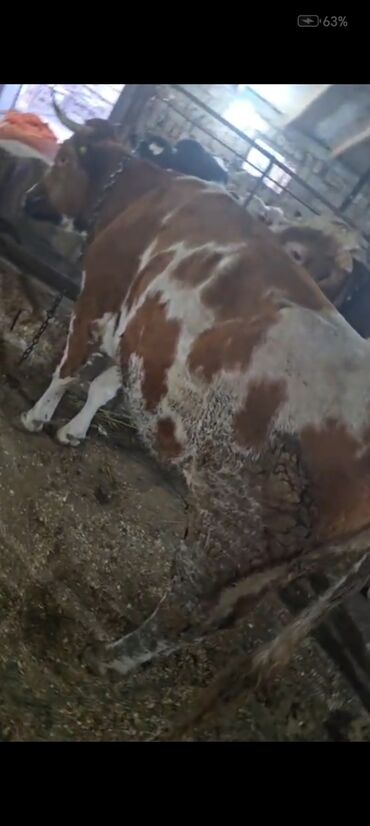 Inəklər, öküzlər: Salam aleykum super 2 dene iney diler cüt 6400 diyilir razılaşmaq olar — 16