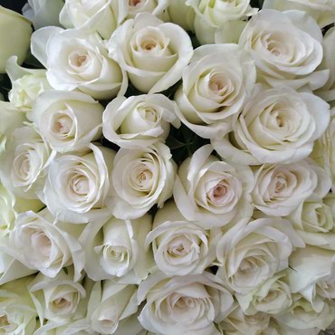 розы из 7 лепестков: Организация мероприятий | Букеты, флористика