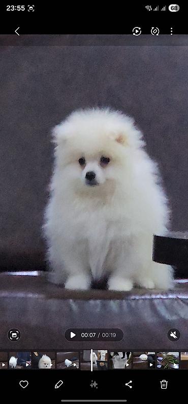 heyvan evleri: Məhsul: Pomeranian Spitz balası - Rəng: qar kimi ağ - Xəz: sıx — 7
