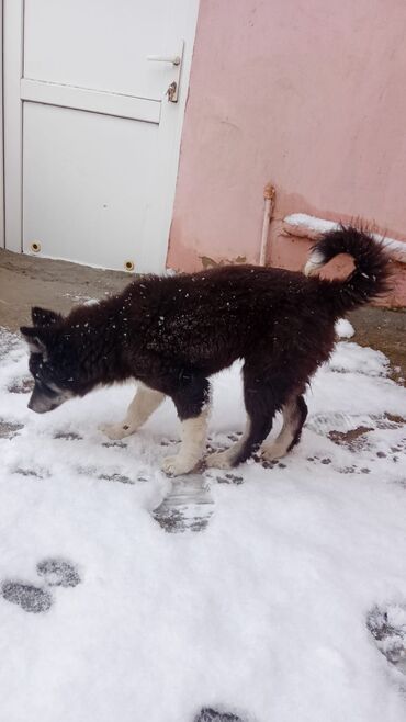 İtlər: Xaski, 2 ay, Dişi, Peyvəndli, Ünvandan götürmə