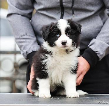Psi: Na prodaju 4 šteneta Border Collie, iz dva različita legla. Jedno — 7
