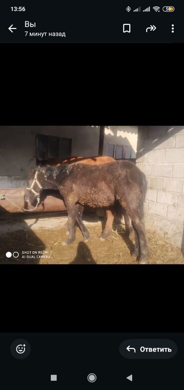 Лошади, кони: Продаю | Жеребенок | Рабочий — 7