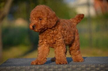 Psi: Toy pudle Odgajivacnica "Team AS Trajkovic" u ponudi ima prelepe toy — 10