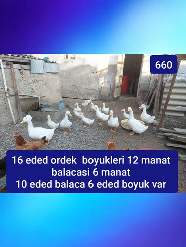 Gəmiricilər: Ağ rəngli ördəklər satılır. - Ümumi say: 16 ədəd - Qruplaşma: 10 ədəd