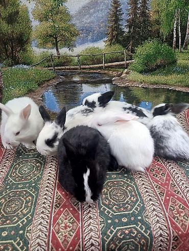 Dovşanlar: Dovşan yemi 2-azn Bala Dovşanlar 5azn. Apilka (Yonqar 1.50azn) — 24