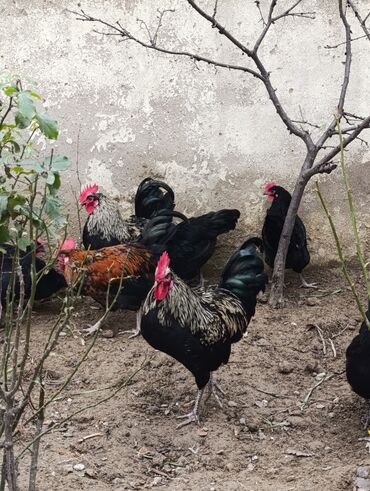 Xoruzlar: Saf qanlı Astralorp xoruzlar cütü 80 azn - Növ: astralorp cinsi — 16