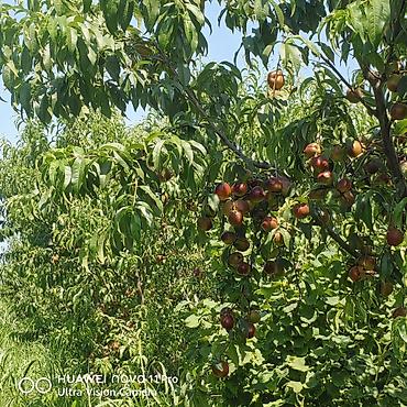 mehemmedi torpaq satilir: 320 sot, Kənd təsərrüfatı, Mülkiyyətçi, Kupça (Çıxarış) — 5