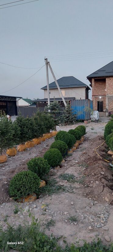 Декоративные деревья: Саженцы деревьев: Туи — 11