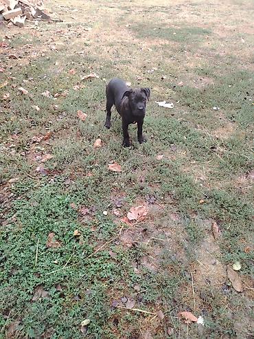 obuca ps: Štene cane corso Ženka, stara 2 ipo meseca Očišćenje od parazita i — 6