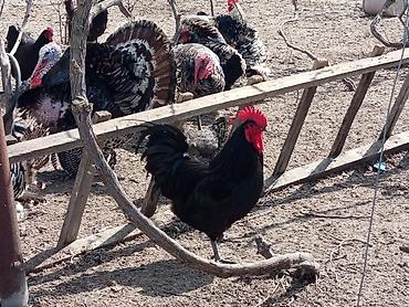 Toyuqlar: Toyuq, Australorp, Damazlıq, Ünvandan götürmə — 2