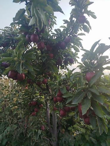 Спил деревьев, заготовка дров: Профессиональная обрезка плодовых деревьев Услуга сезонной и — 5