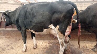 купить домик для кошки недорого: Продаю | Корова (самка) | Для разведения, Для молока | Племенные, Стельные
