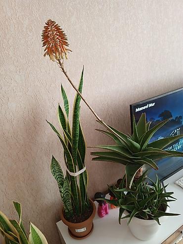 ana ureyi: Aloe və Sansevieria (Qayın dili) otaq bitkiləri – bir yerdə - Aloe — 1