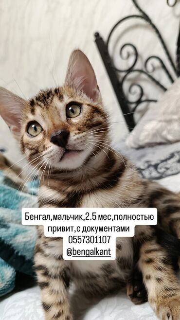 объявления о найденных животных: Бенгальская, 3 месяца, Мальчик, Приучена к лотку, Проглистована, С документами