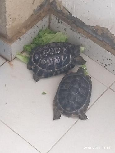 bakida cins ineklerin satisi: Torpaq Tısbağaları Satılır Birinin Altı Düzdü Birinin Altı Çuxurludu — 2
