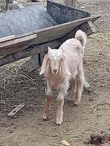 Super damazlıq heleb cepişleri erkeydiler hamısı 3 aylıqdılar böyük lalafo.az -da Super damazlıq heleb cepişleri erkeydiler hamısı 3 aylıqdılar böyük