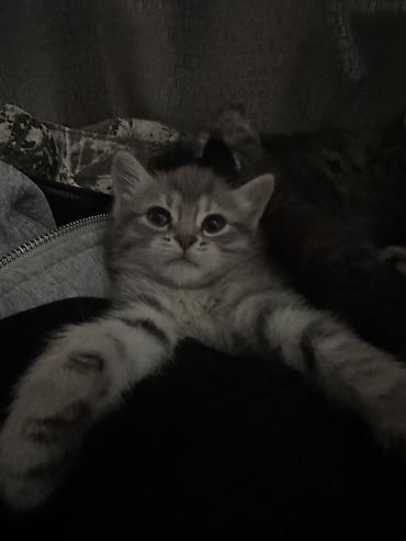 Отдам даром кошку: 2 месяца, Девочка — 8