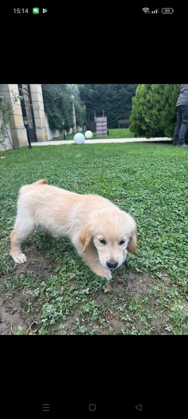 it ucun paltar: Retriever, 2 ay, Dişi, Peyvəndli, Ünvandan götürmə