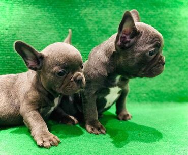Psi: Štenci francuskog buldoga egzotične plave boje bez tigrine, veseli — 3