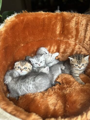 Pişiklər: Şotland — 43