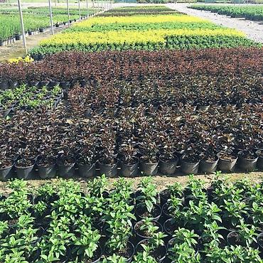 Удобрения и садовая химия: Удобрение Самовывоз — 24