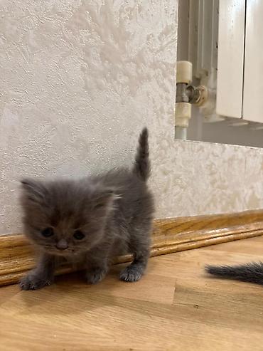 Pişiklər: Yumşaq, uzun tüklü balaca pişik balaları. Şəkillərdə iki balaca — 7