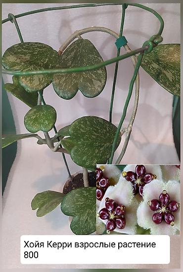 Другие комнатные растения: Продаю цветы — 2