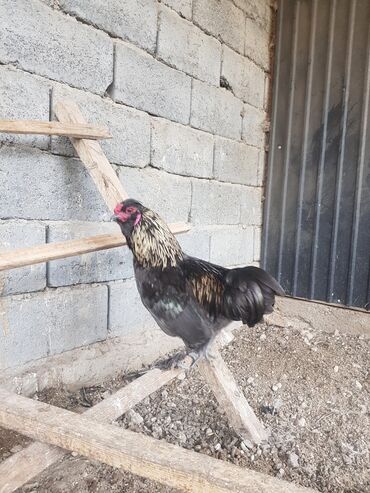 продажа щенков немецкой овчарки в бишкеке с документами: Карликовые китайские петушки