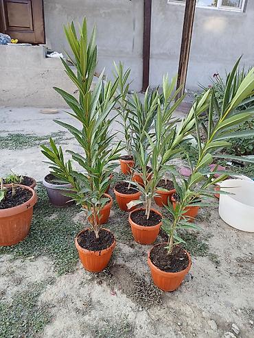 садовой: Олеандр розовый в горшках — саженцы - Культура: Nerium oleander — 1