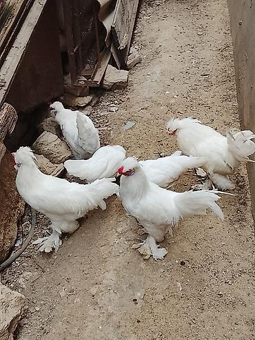 donuz heyvan: 4 xoruz 2 fərə Sultan Toyuqlari satilir 4 aylıqdi — 4