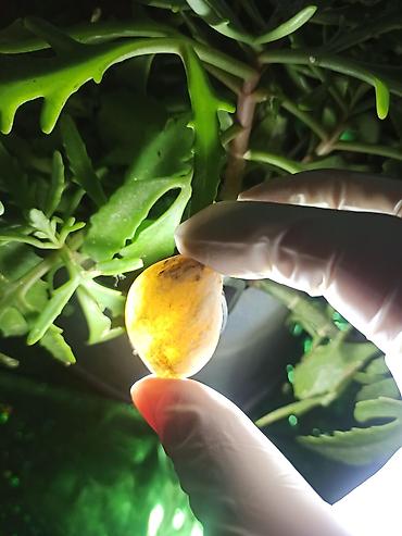 Digər kolleksiyalar: İşıq keçirən Təbii Mineral Daşlar 💎Qiymətlə bağlı maraqlananlar zəhmət — 1