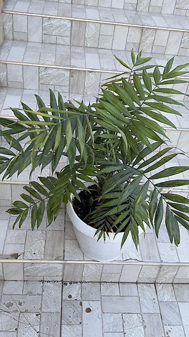 cha: Хамедорея (Chamaedorea elegans) в декоративном пластиковом кашпо - — 2