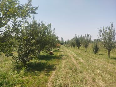 уборка садового участка: 65 соток, Для сельского хозяйства, Красная книга